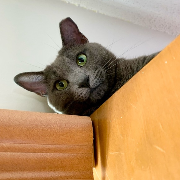 Meet your Posher, Amy - Picture 3 of 6